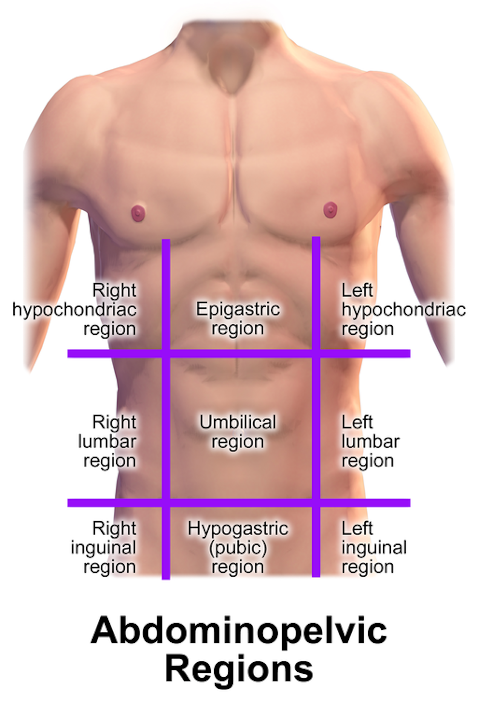 Abdominopelvic regions