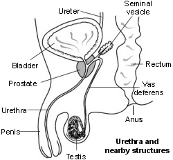 Cross-section diagram showing urethra and nearby structures in men