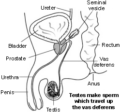 Cross-section diagram of the male reproductive organs