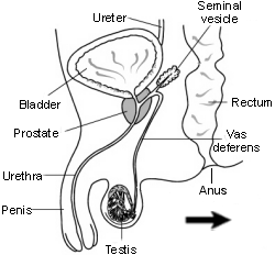 Male Reproductive Organs