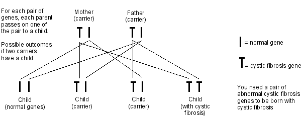 Diagram to show cystic fibrosis inheritance