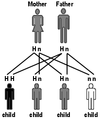 Haemochromatosis inheritance