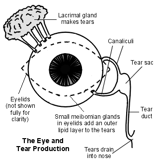 Diagram of the eye and tear production