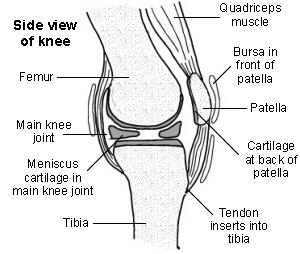 Cross-section of the knee showing the patella