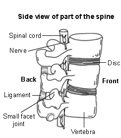 Side view of part of the spine (Beverley Kenny)