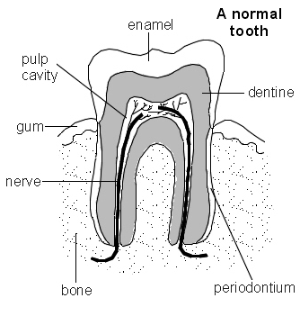 a normal tooth