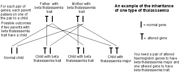 Thalassaemia inheritance