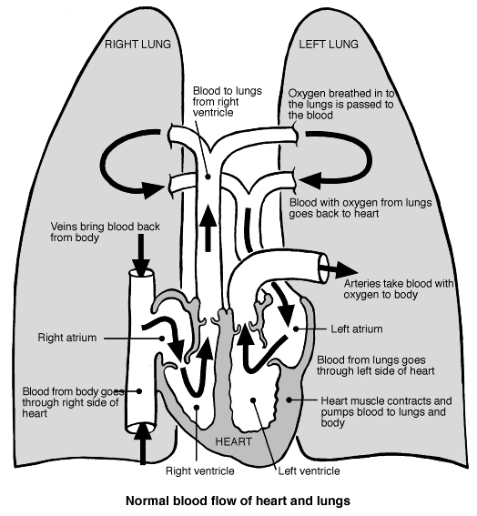 Heart and lungs showing normal blood flow