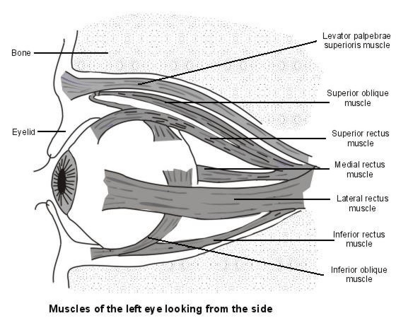 eye muscles side view