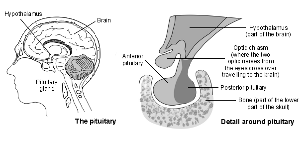 the pituitary