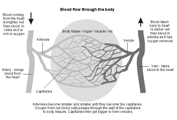 blood flow through the body