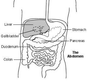 Liver function