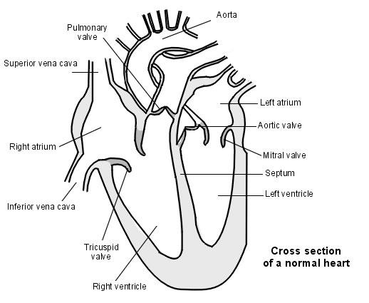 heart with septum