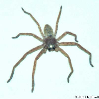 HUNTSMAN