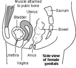 female genitals