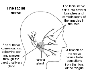 Cross-section of the head showing the facial nerve