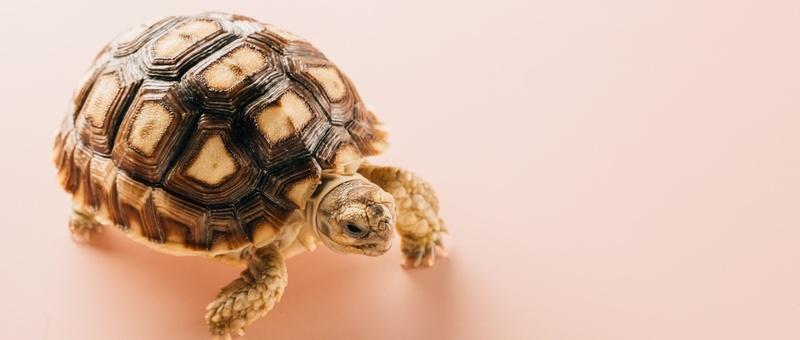 Tortoise against pink background.