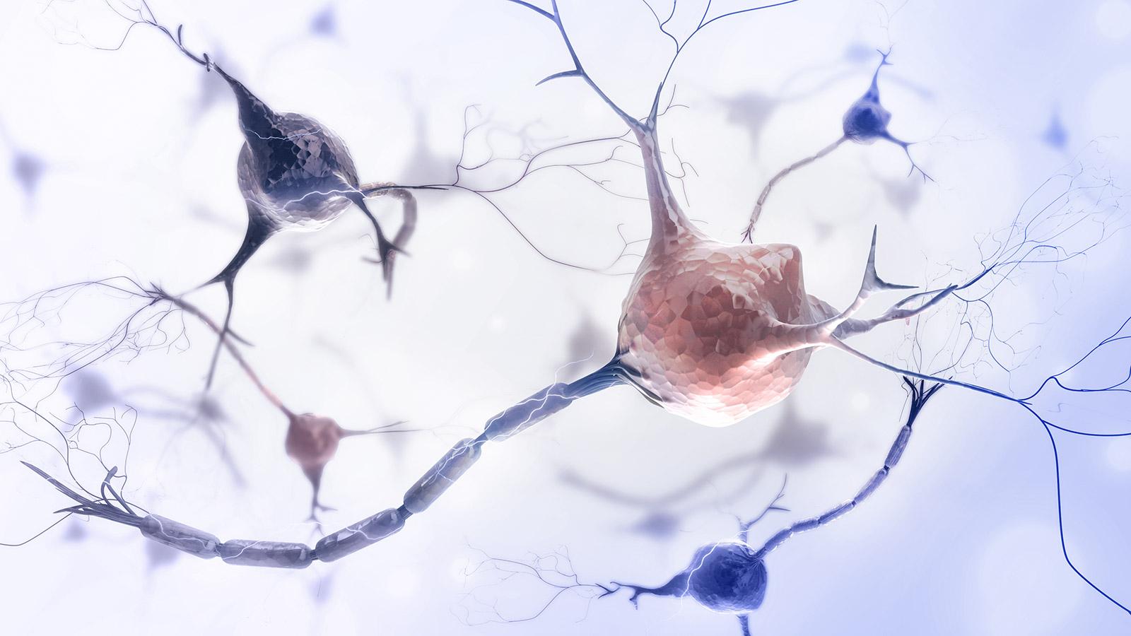 3D illustration of neurons with branching connections, showing pink and blue cell bodies against a white background.