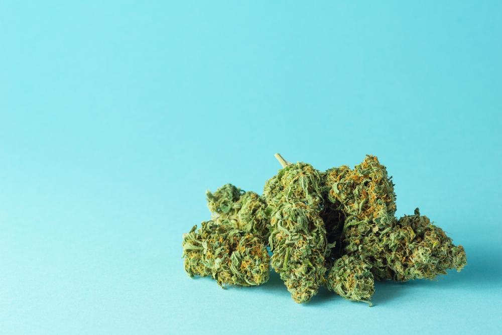 Dried cannabis buds clustered together against a bright turquoise background.