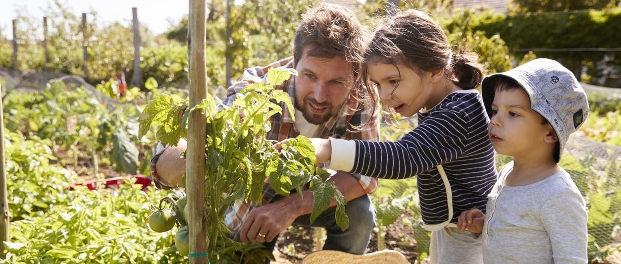 grow your own food