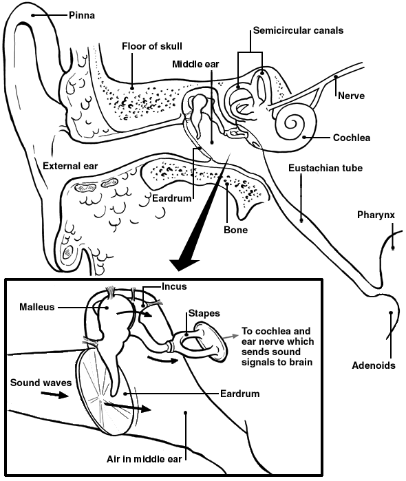 The ear - normal hearing
