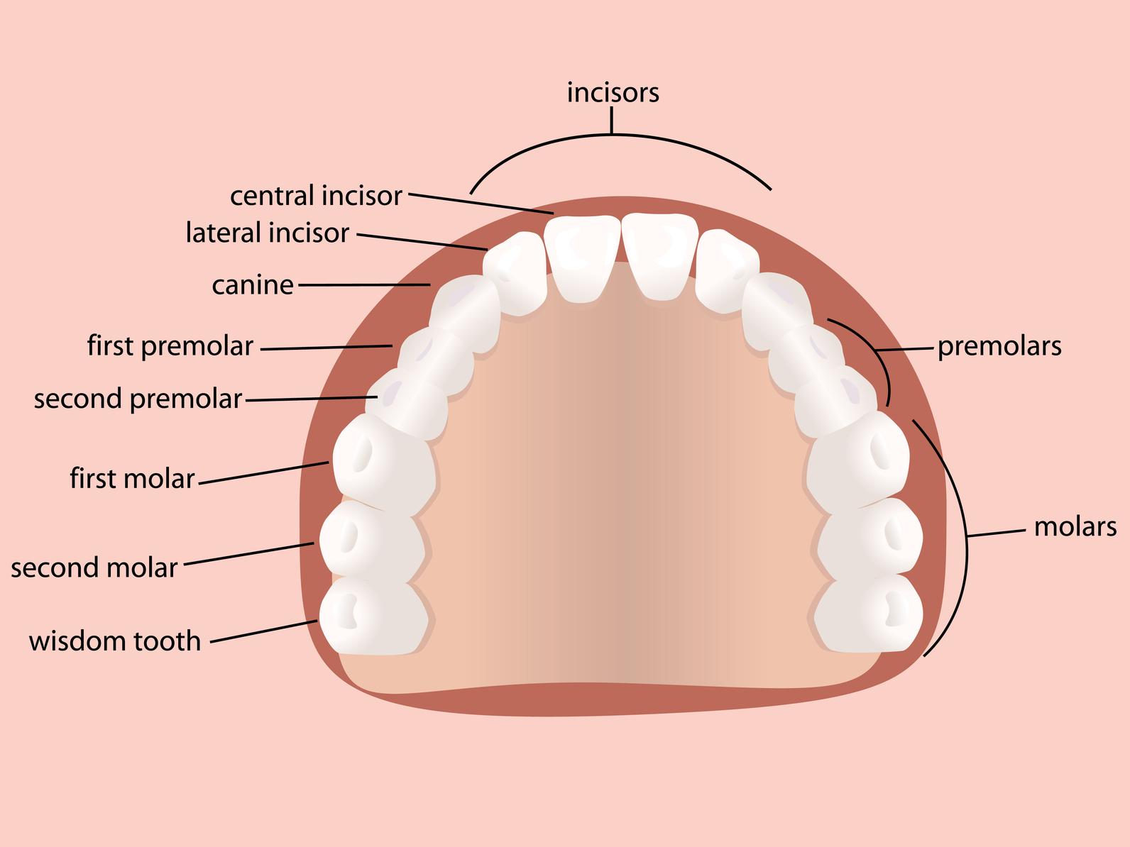 wisdom teeth
