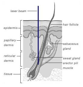 Hair biology