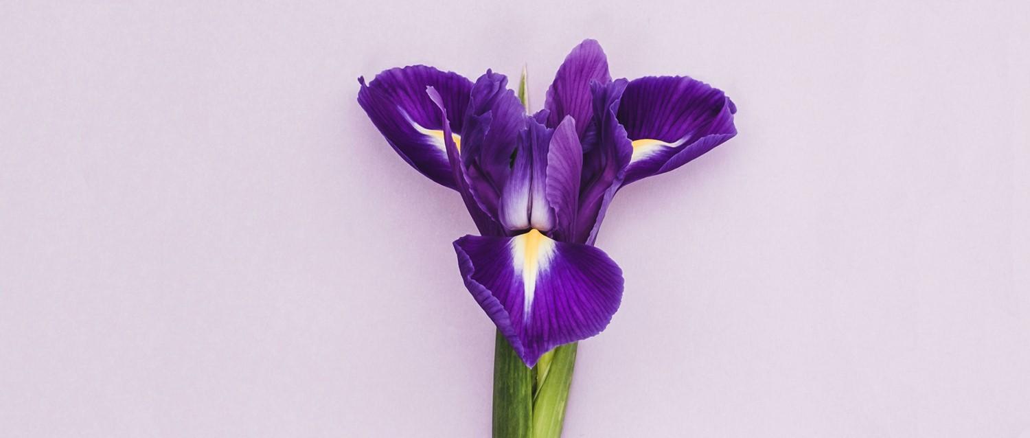 Featured article image