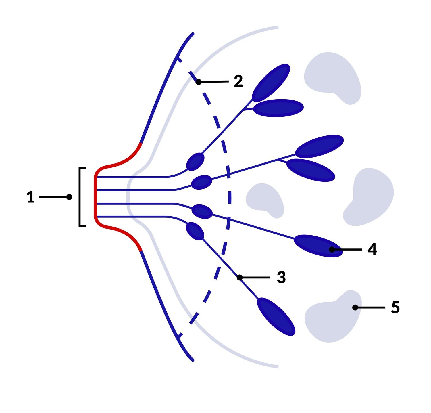1) nipple
2) areola
3) milk duct
4) lobe
5) fatty tissue