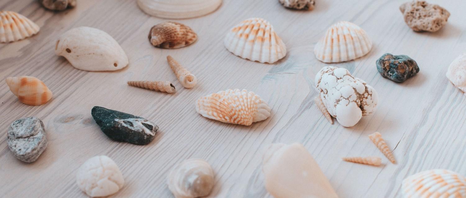 shells