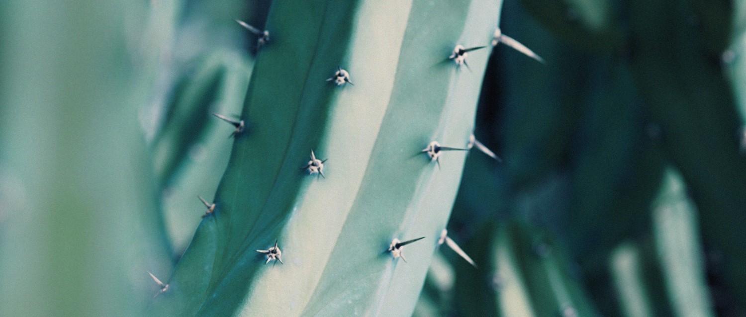needles