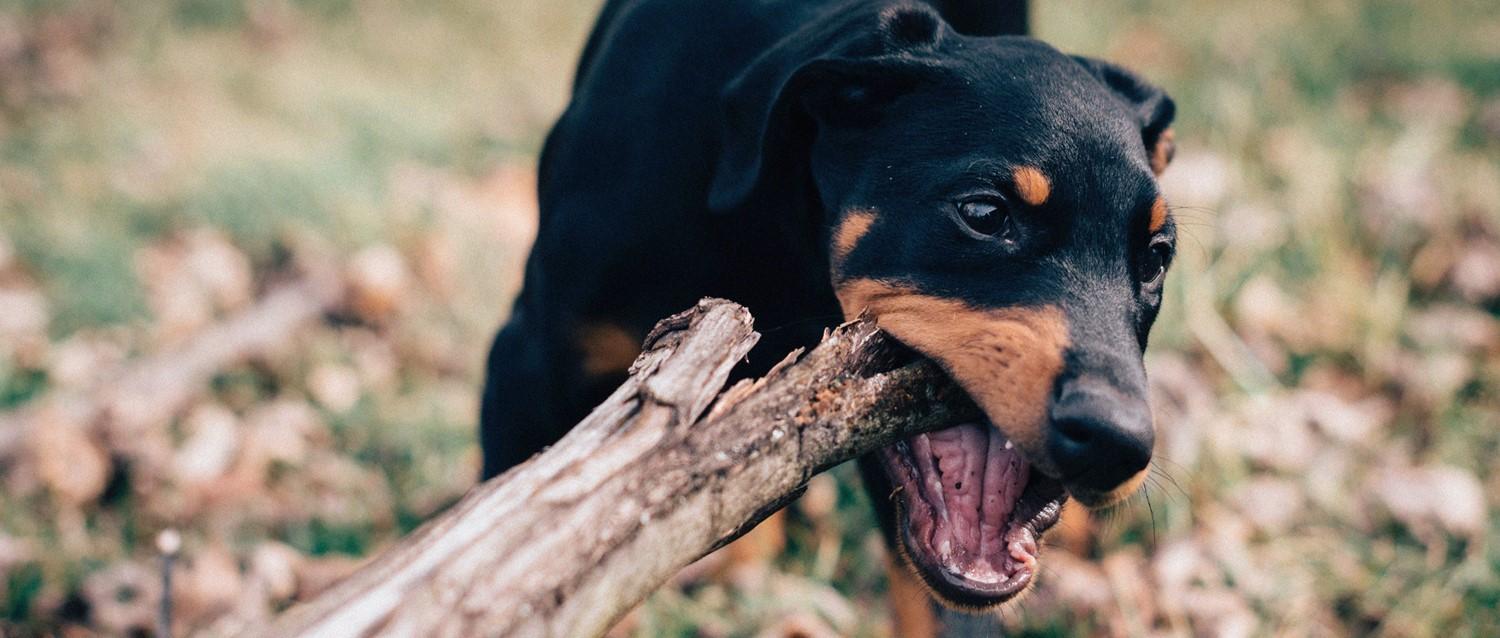 rabies