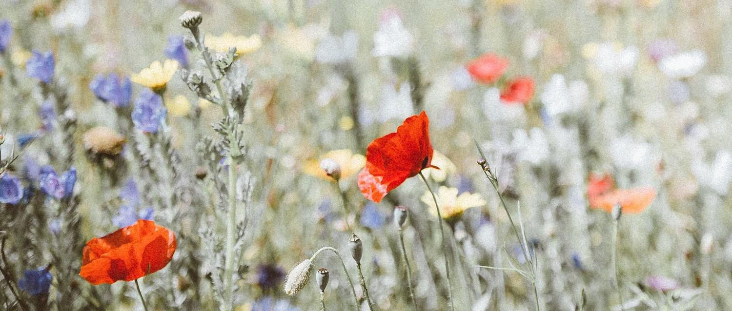 Featured article image