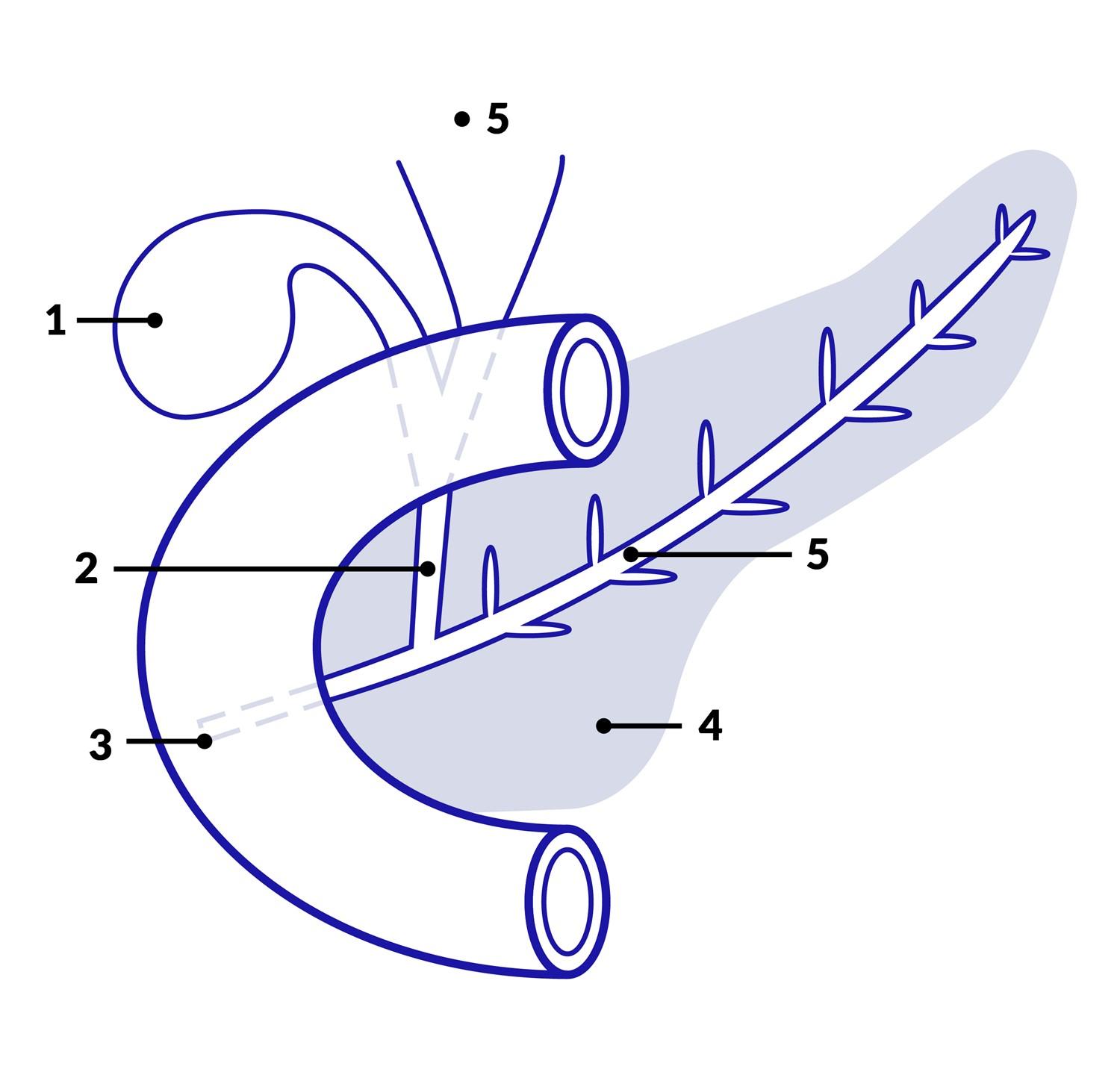 pancreas