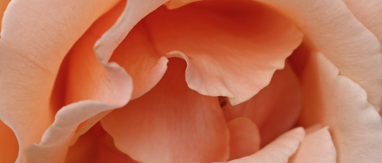 vagina