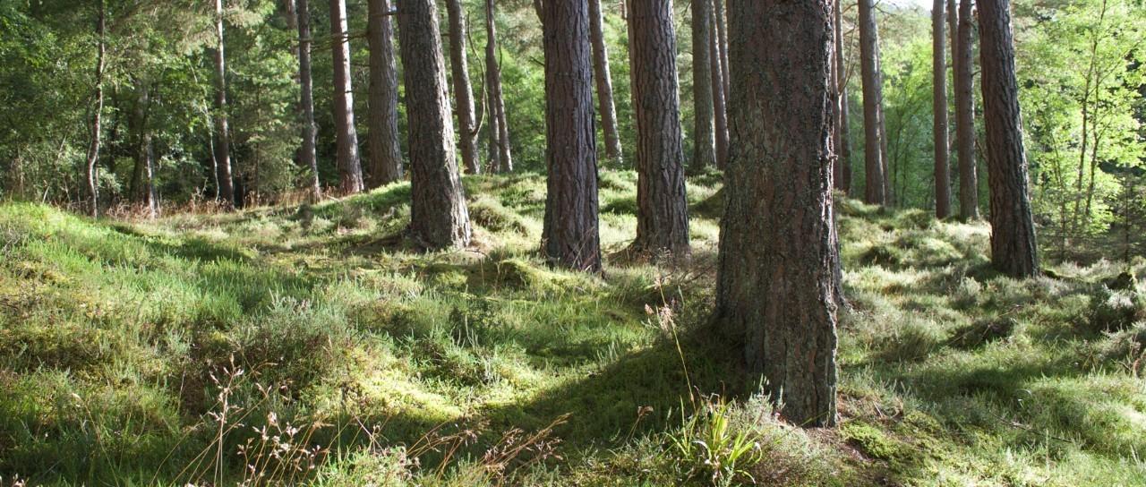 Featured article image