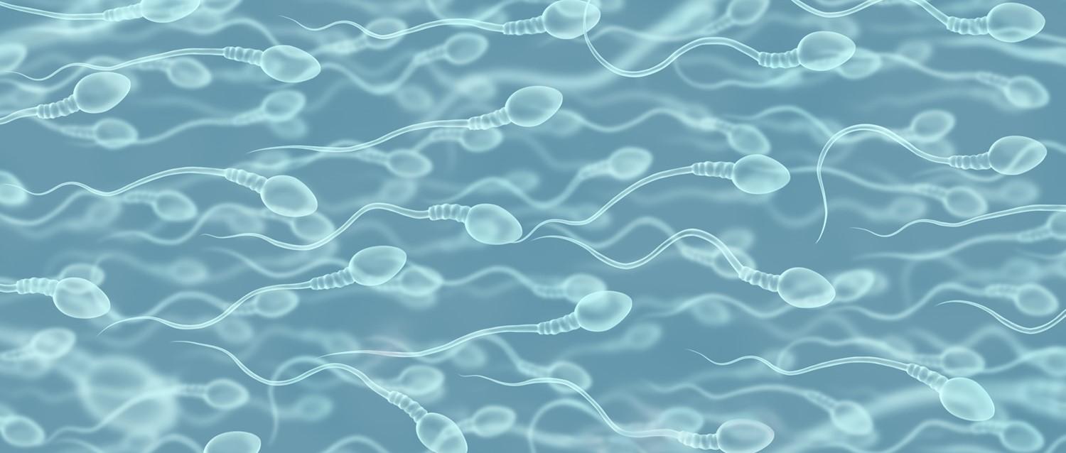 sperm