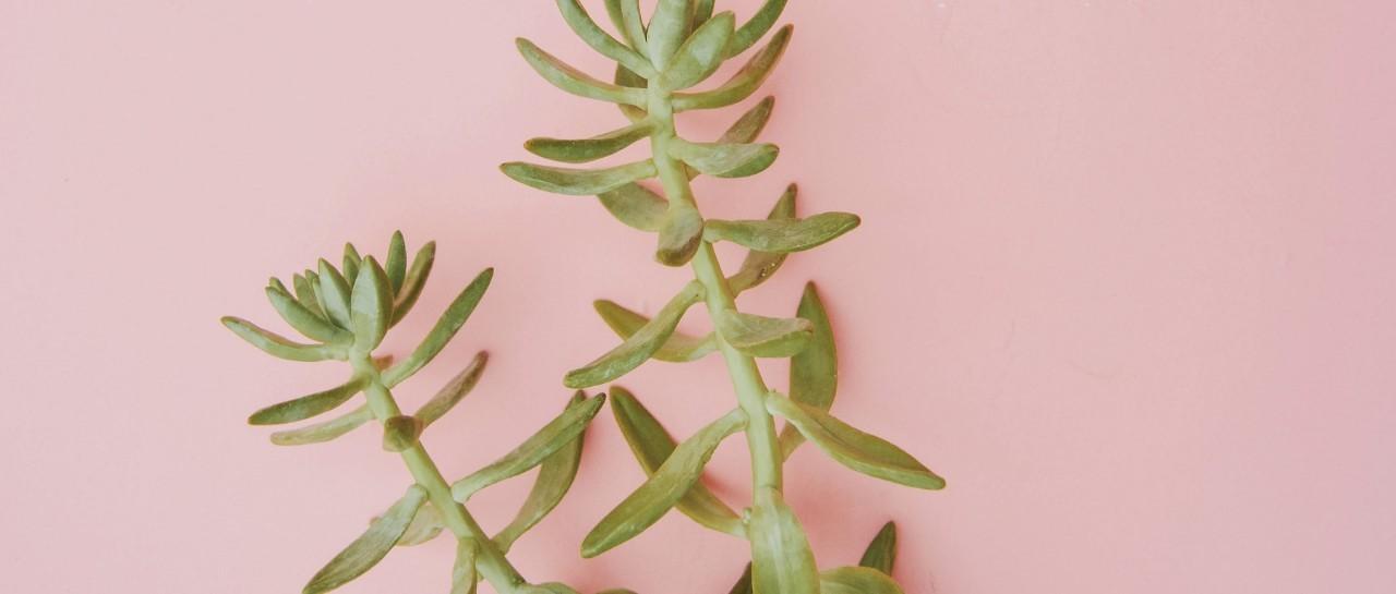 plant