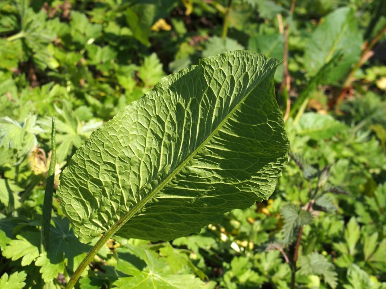 dock leaf