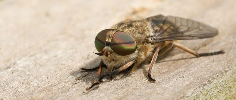 horsefly bite