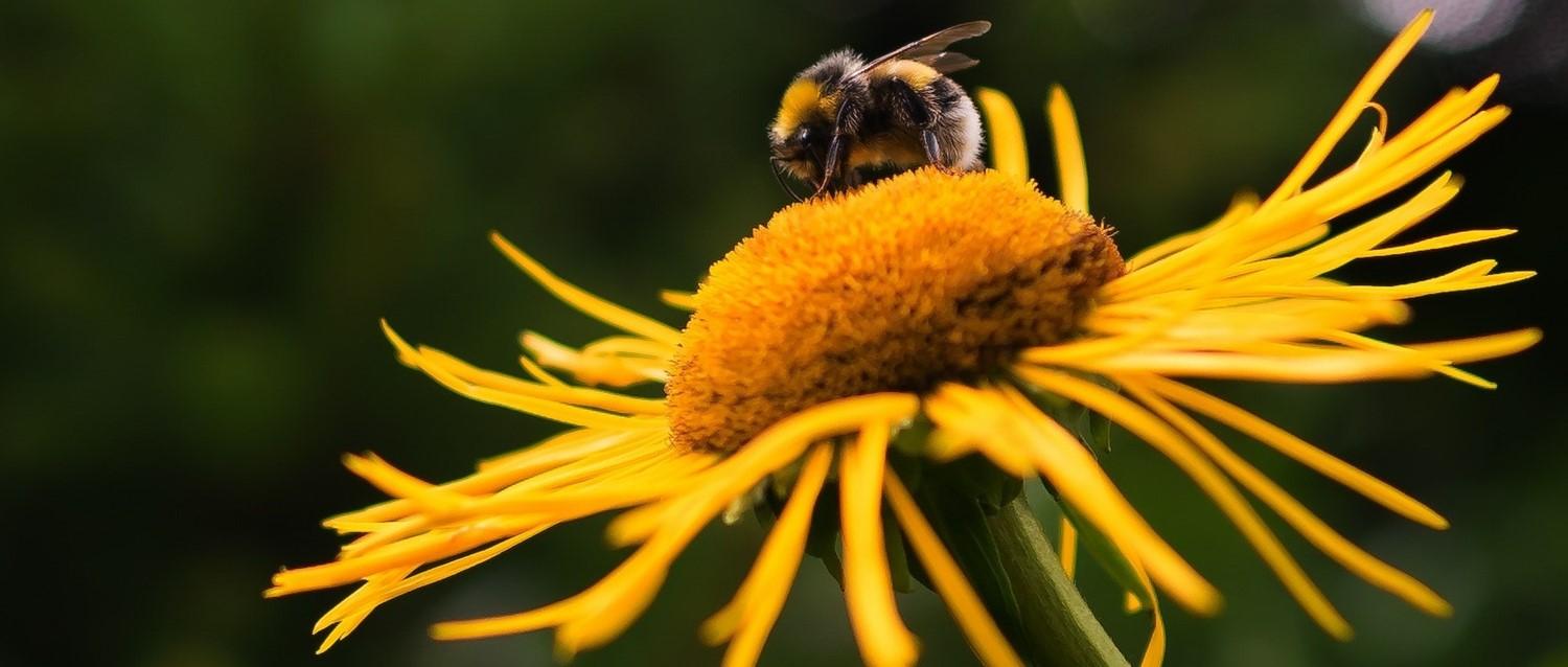 Benefits of bees