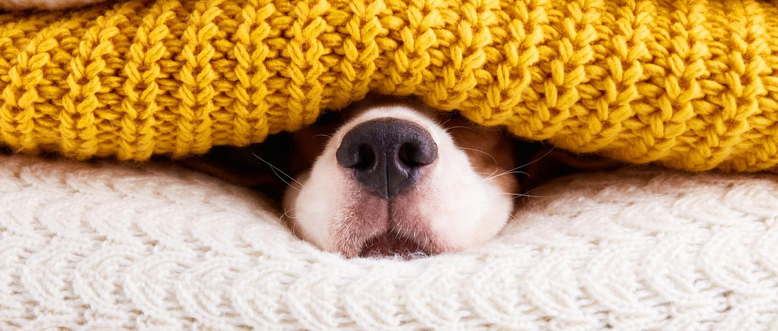 Dog nose poking out of yellow and white blankets
